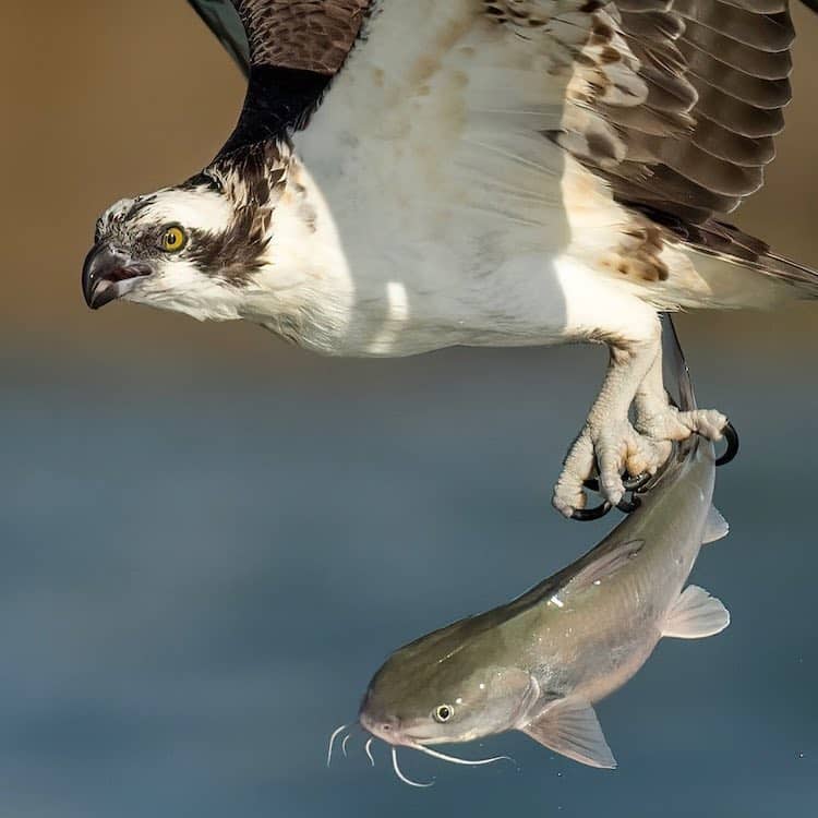 Osprey with a Fish in Its Talons by Mark Smith
