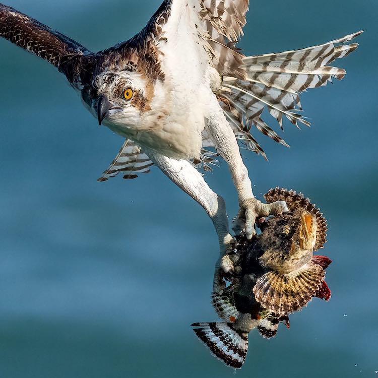 Osprey with a Fish in Its Talons by Mark Smith