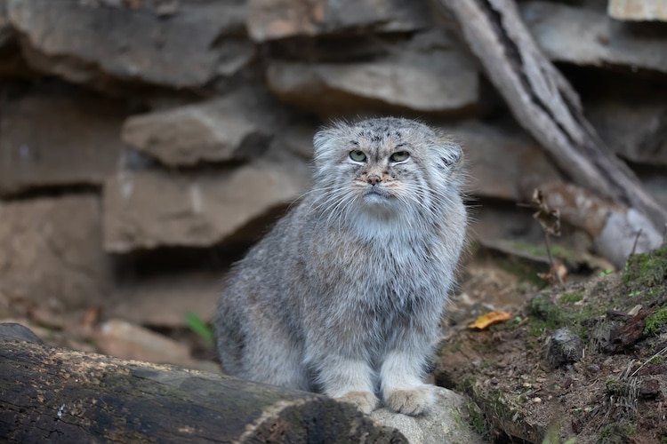 Photo of a Pallas's Cat