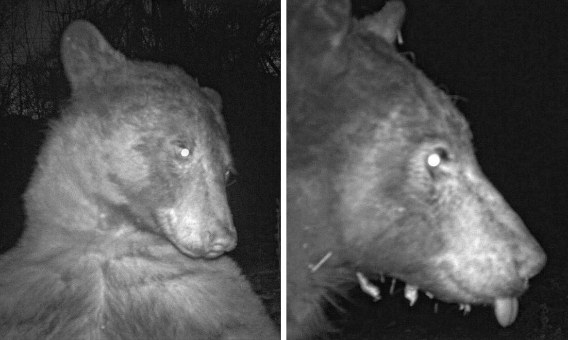 Cute bear takes selfies with Boulder OSMP's wildlife cameras