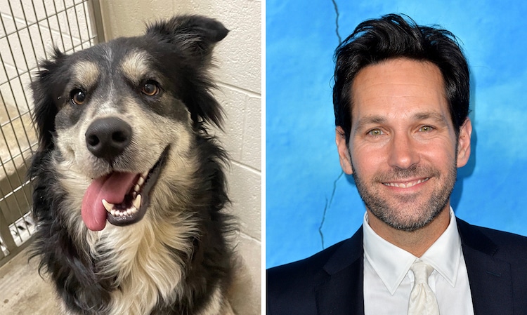 Shelter Dog Looks Just Like Paul Rudd