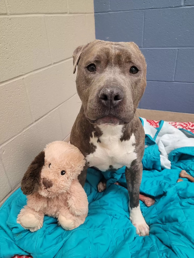 Shelter Dog With Missing Ear Alters Toy to Look Like Him