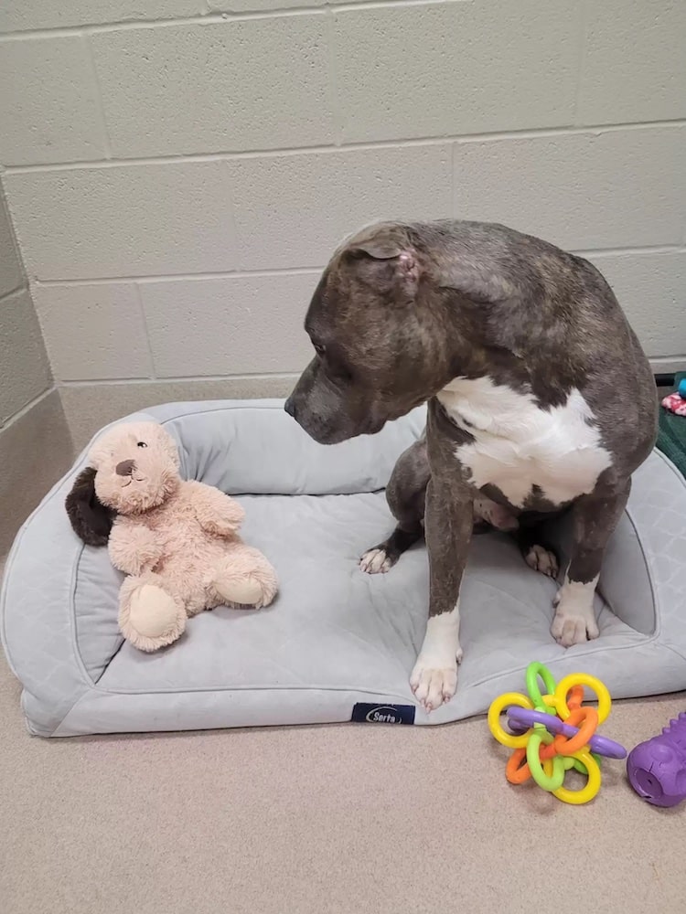 Shelter Dog With Missing Ear Alters Toy to Look Like Him