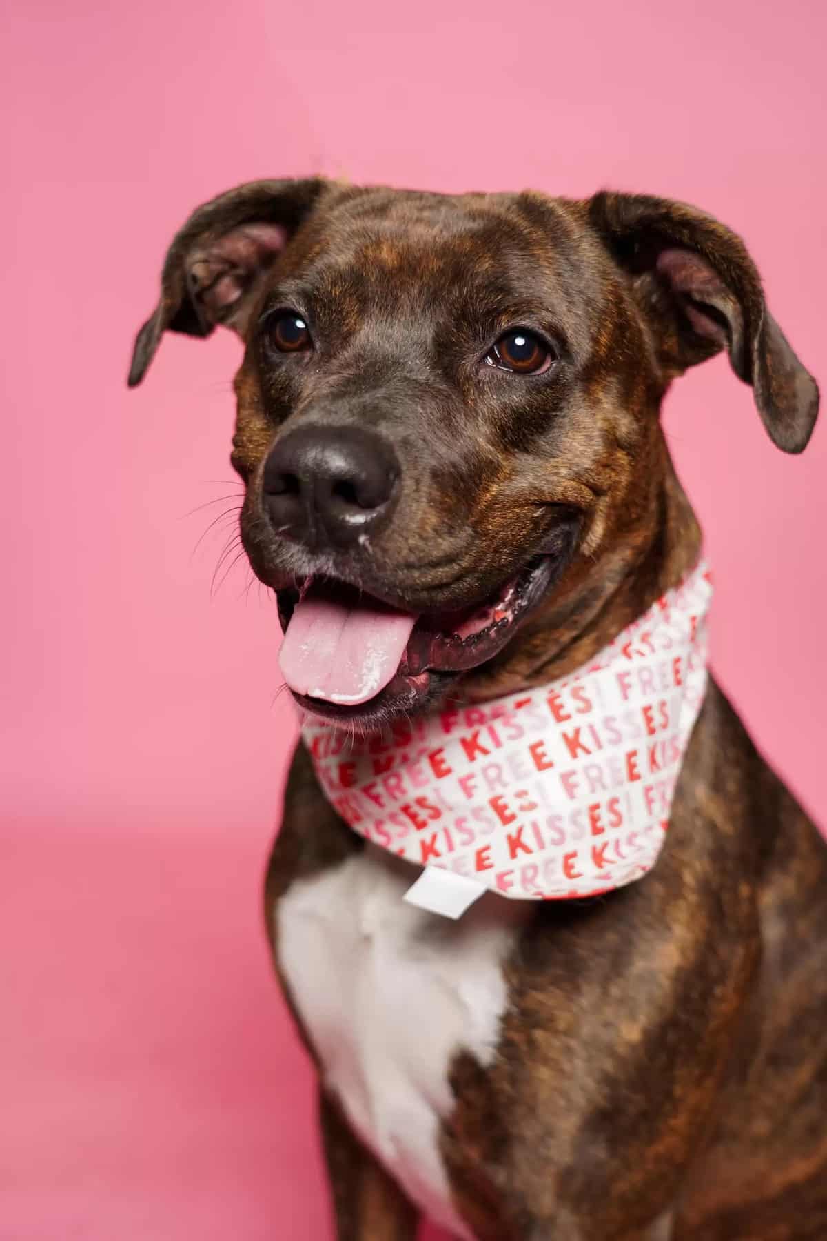 Shelter Dogs Dressed in Valentine's Day Photo Shoot