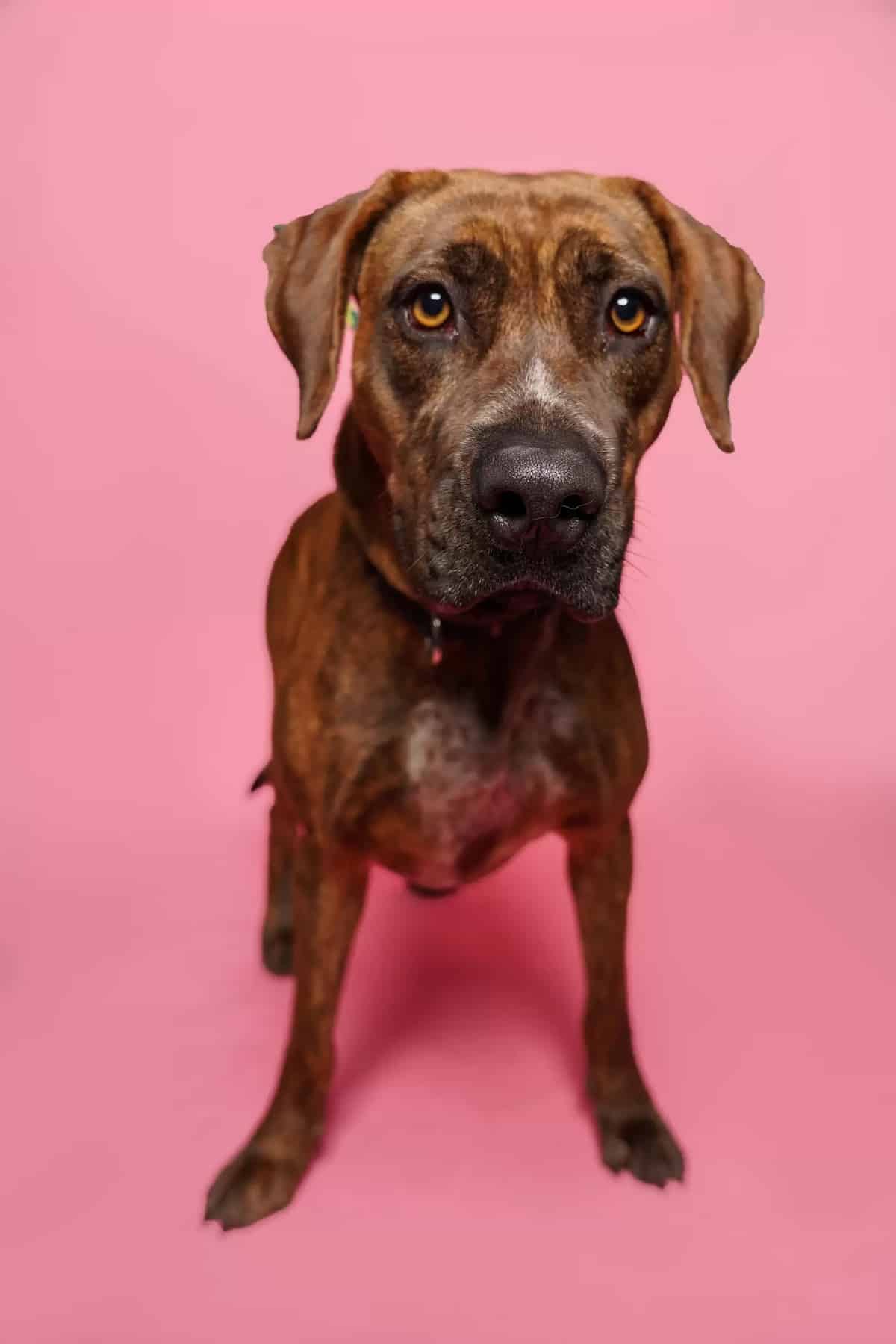 Shelter Dogs Dressed in Valentine's Day Photo Shoot