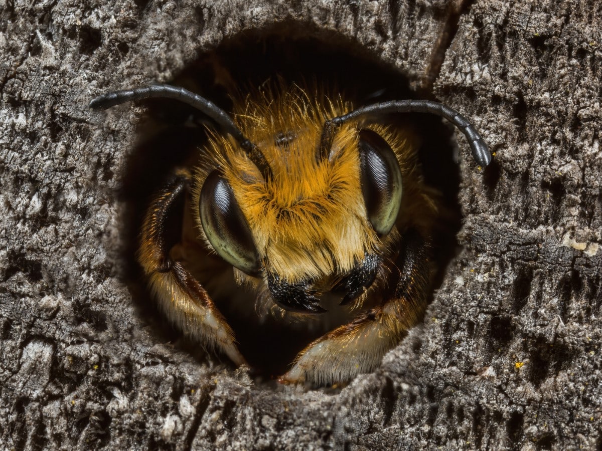 Portrait of a Willughby's Leafcutter Bee