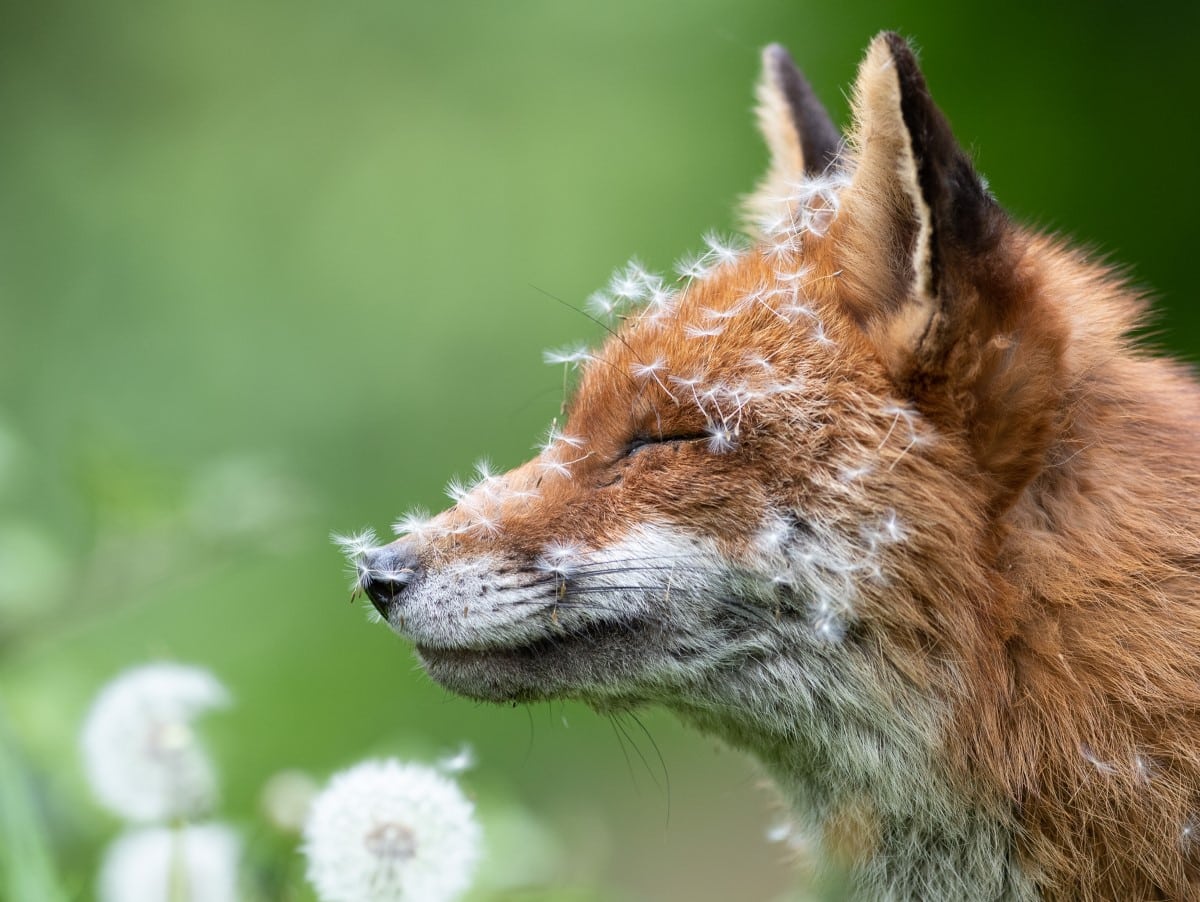 Dandelions Covering the Snout of a Red Fox