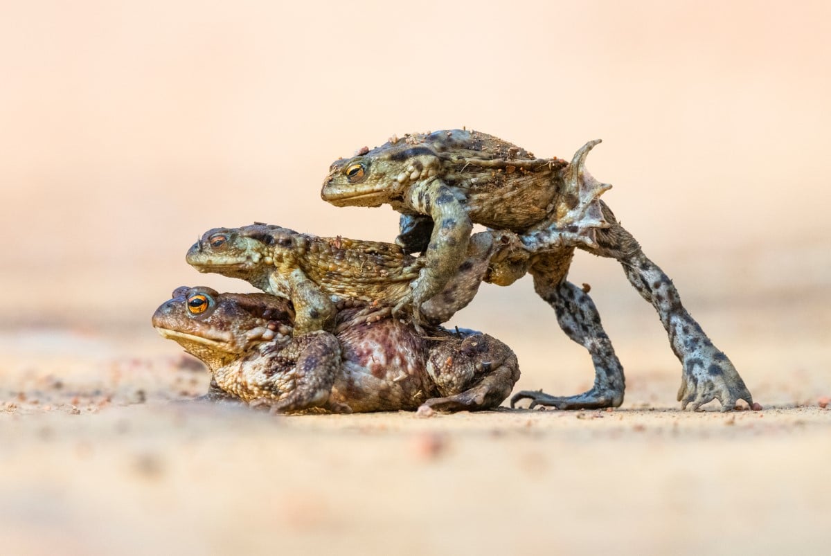 Common toads mating
