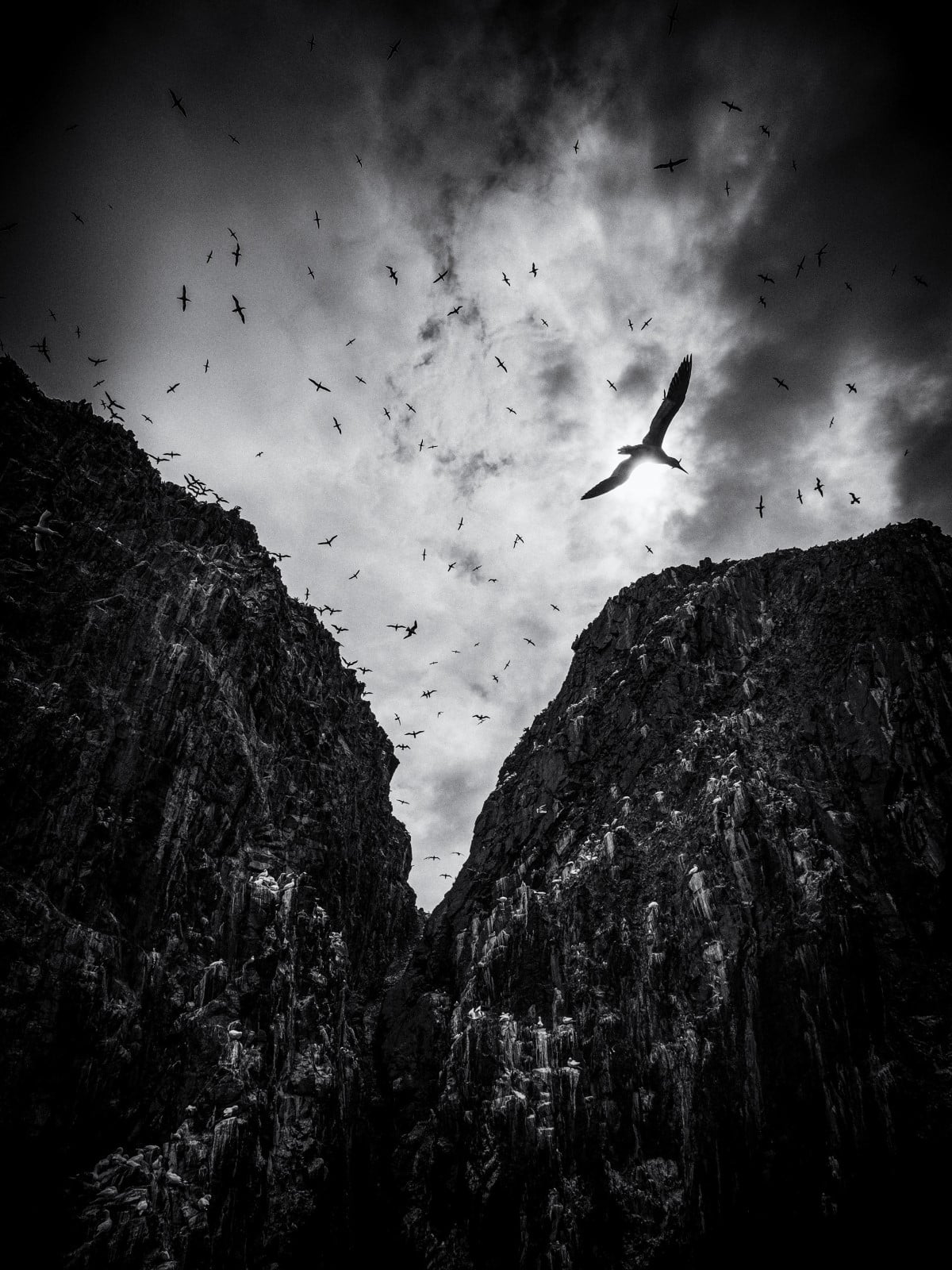 Gannet Flying Above Cliff in Bass Rock, Scotland