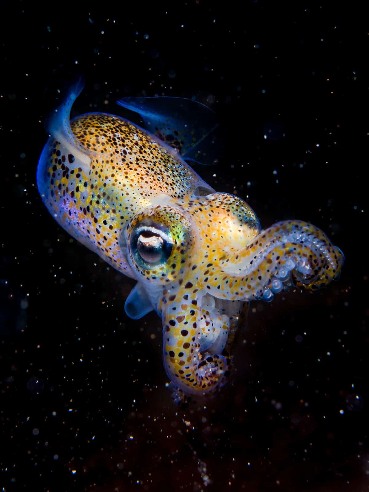 Blackwater Photo of a Bobtail Squid