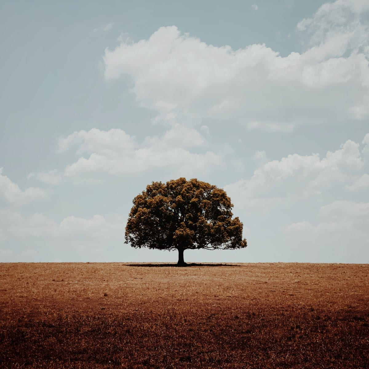 Lone Tree in a Field