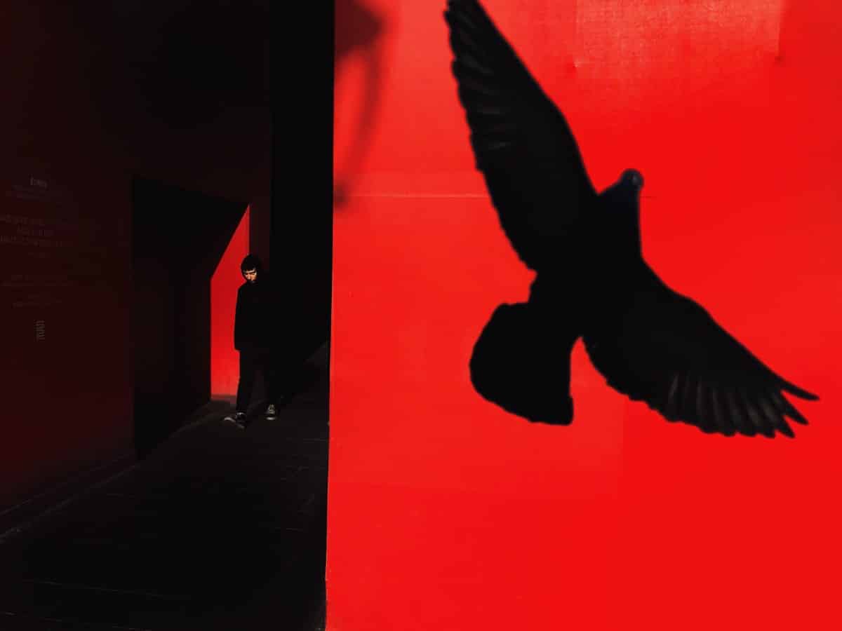 Silhouette of a bird on a red wall