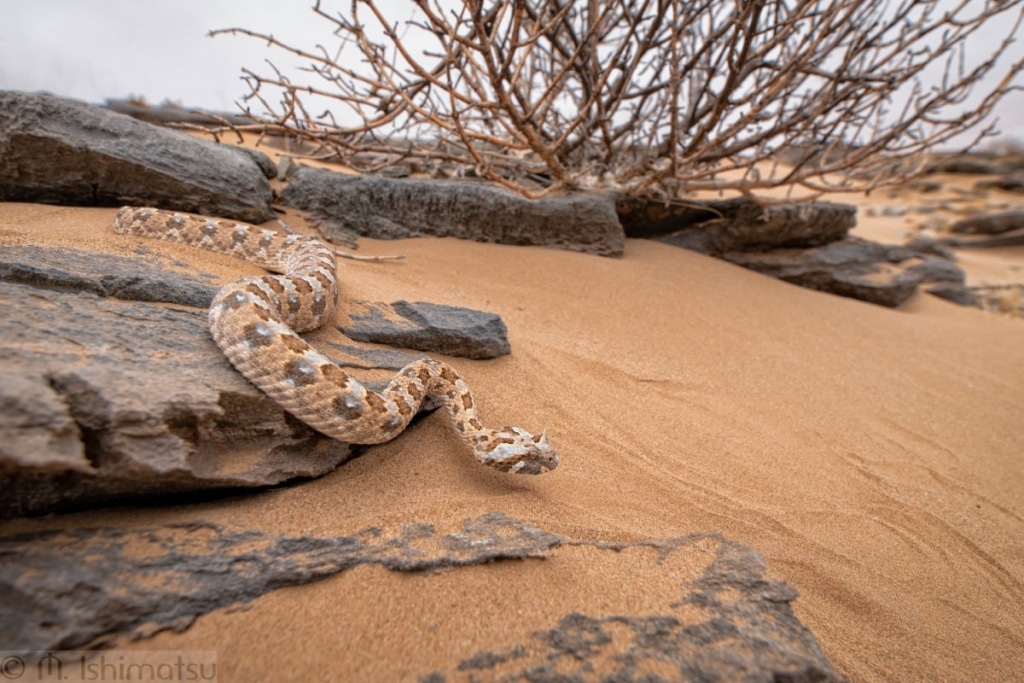 Photographer Spends 10 Days Tracking Down Snakes in Namibia | LaptrinhX ...