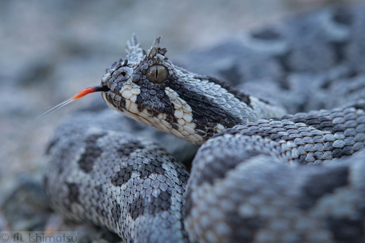 Many-horned adder