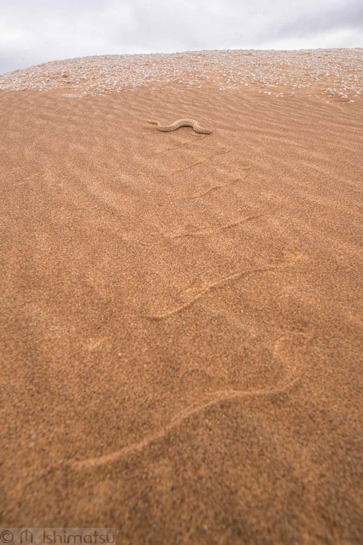 Peringuey's desert adder tracks