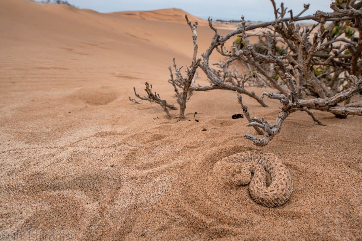 Bitis peringueyi