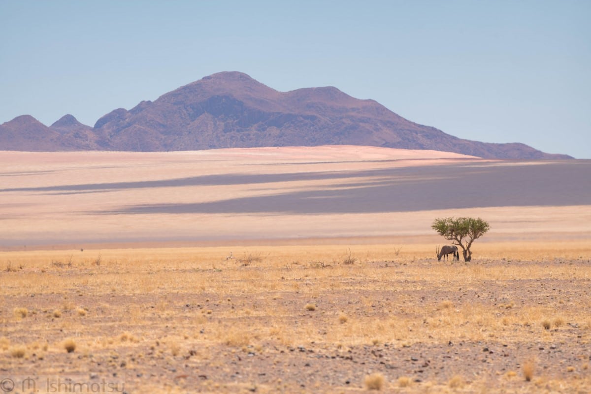 Gazelle in the Namib Desert