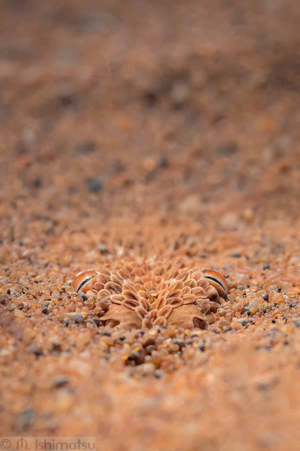 Peringuey's desert adder hiding in the sand