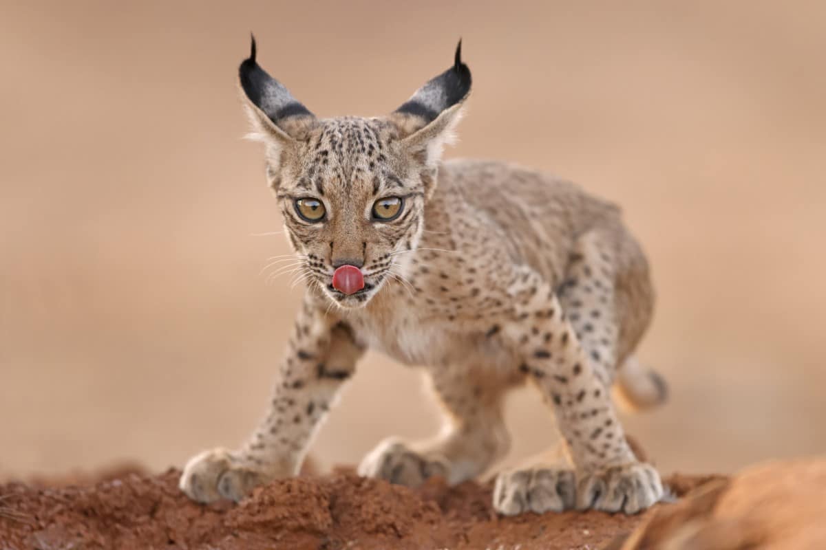 Iberian Lynx Cub