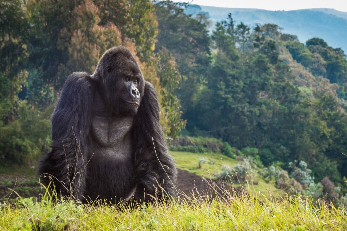 Mountain Gorilla in Rwanda