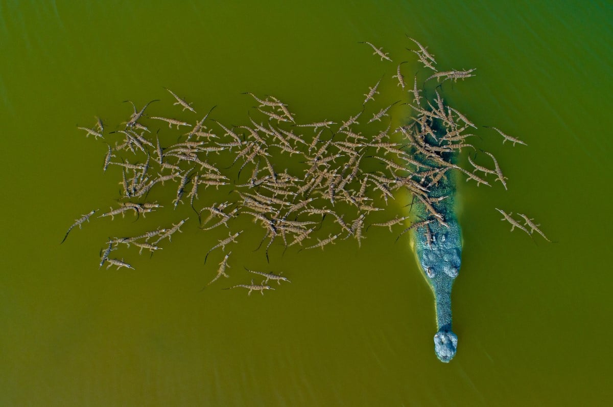 Gharial in the water with gharial babies