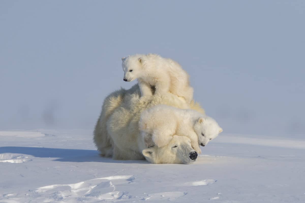 Polar Bear Mother and Cubs in Canada