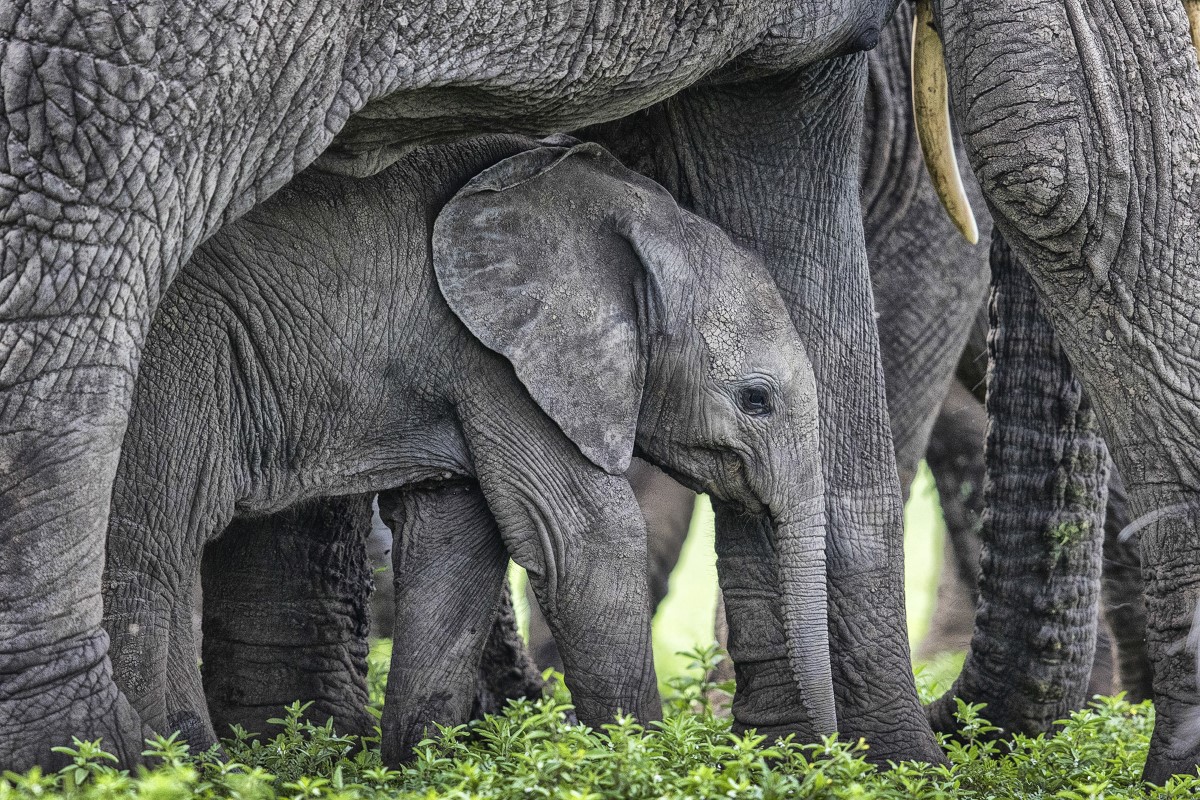 African elephant baby in Tanzania