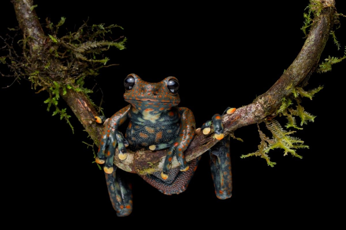 Spotted Torrent Frog at Santa Barbara Park in Ecuador.