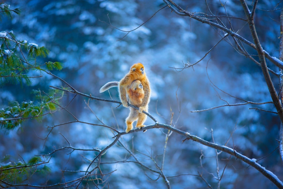 Golden Snub-Nosed Monkeys on a Tree