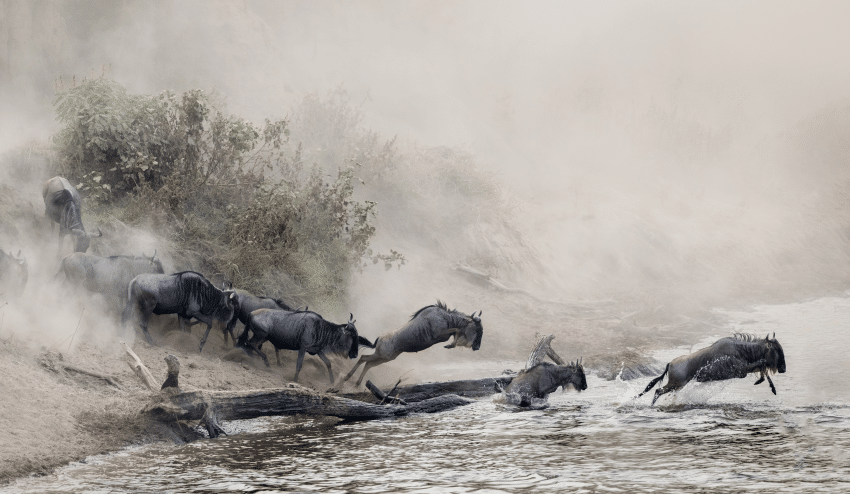 Wildebeest crossing the crocodile-infested Mara River, July 2022.