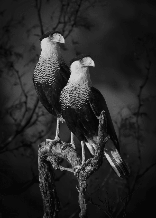 Two Crested Caracaras Perched on a Branch