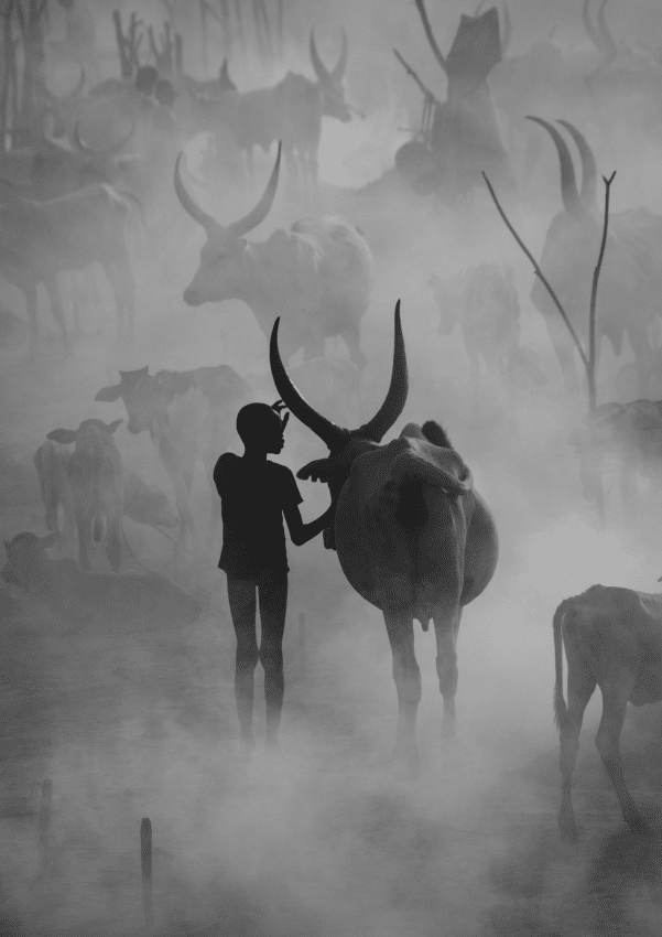 Mundari tribe of South Sudan Tending to Their Cattle