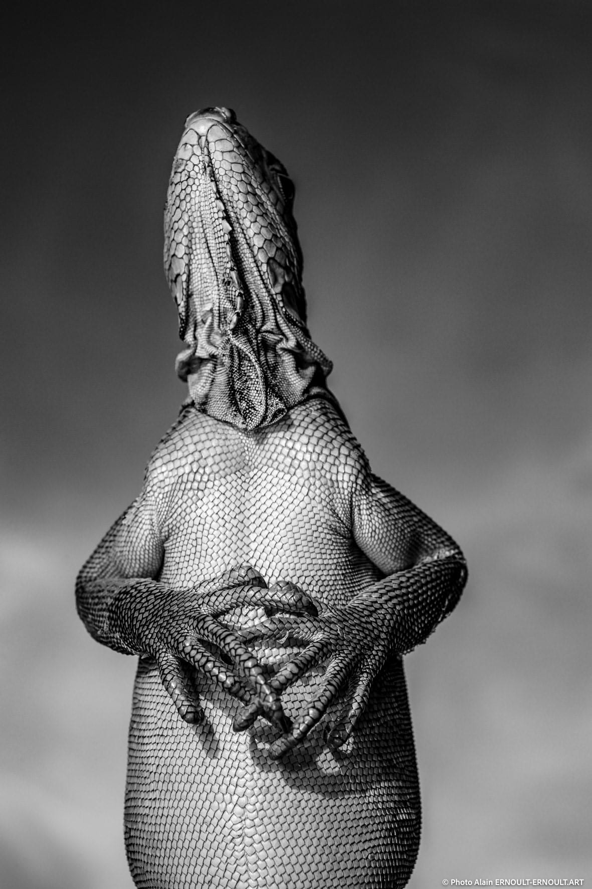 Black and white portrait of a lesser antillean iguana in Grenada