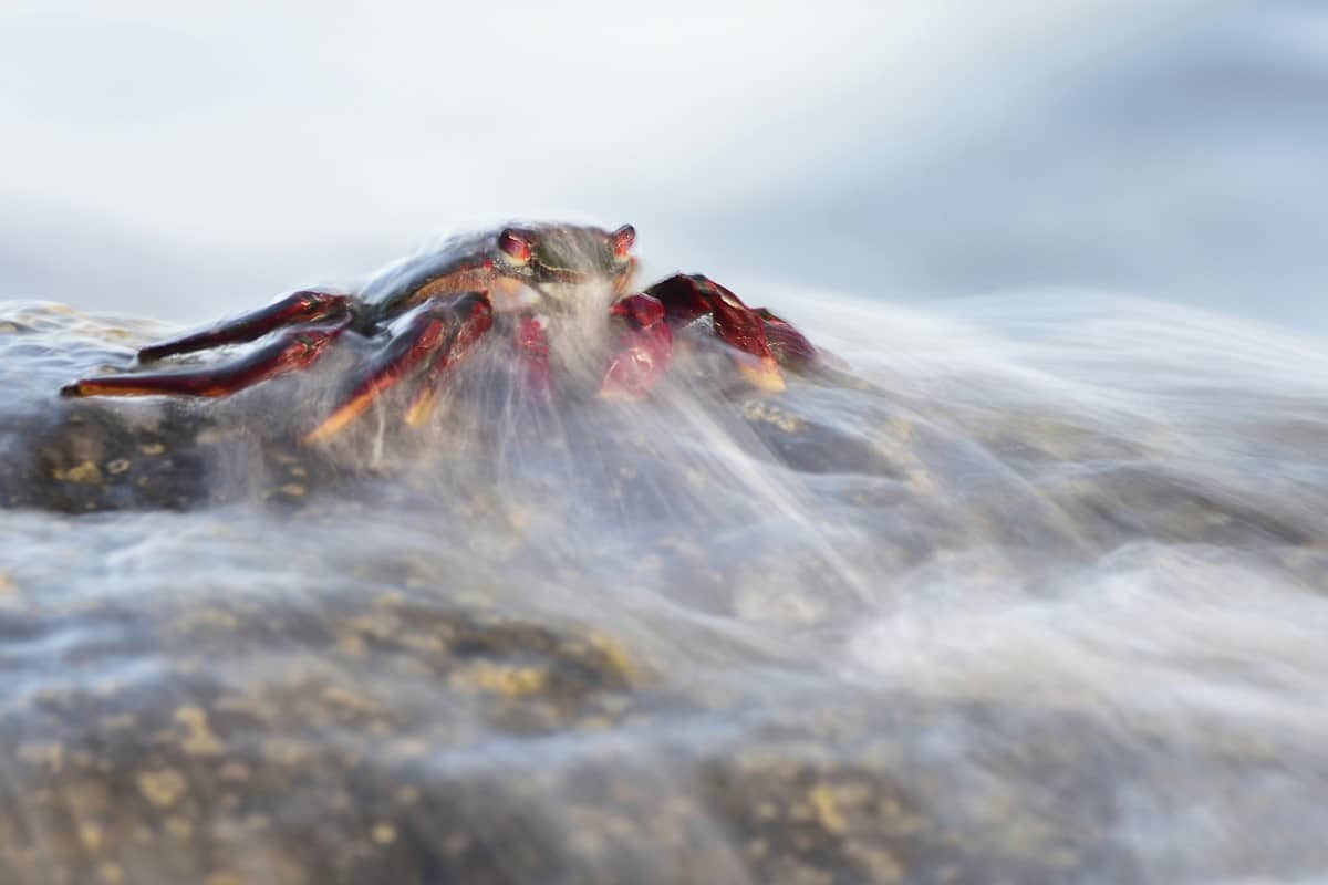 Red Crab Crawling on Rocks on La Gomera Island