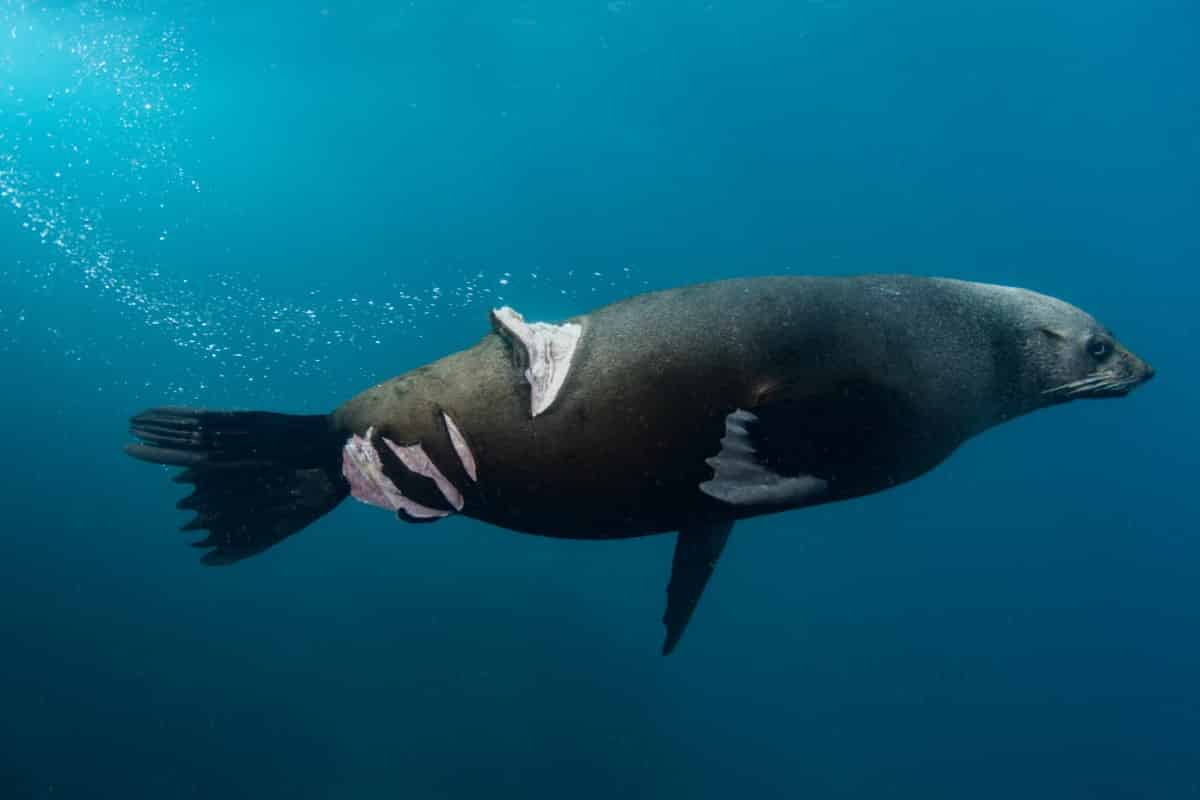 Injured Australian Fur Seal