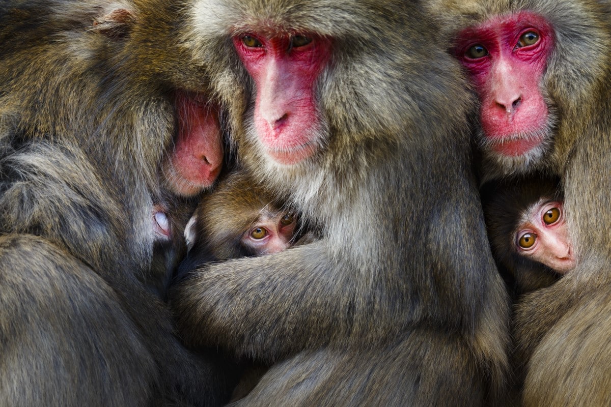 Japanese macaques on Awaji Island