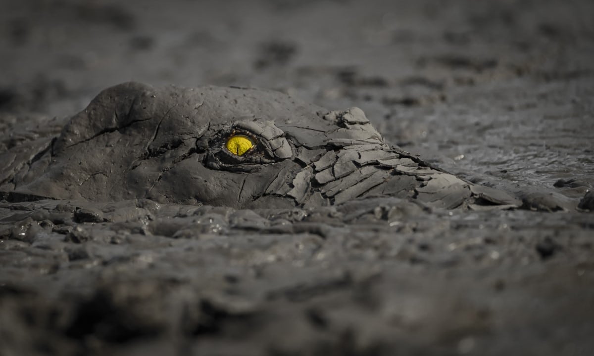 Crocodile emerging from the mud in Zimbabwe