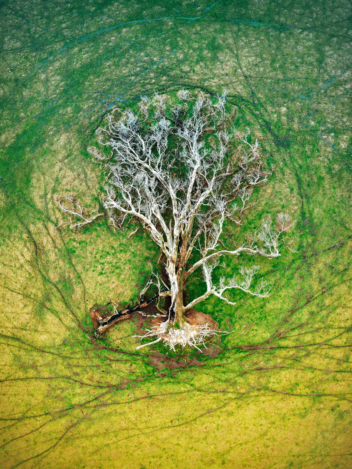Eucalyptus tree on Mount Barker, Western Australia
