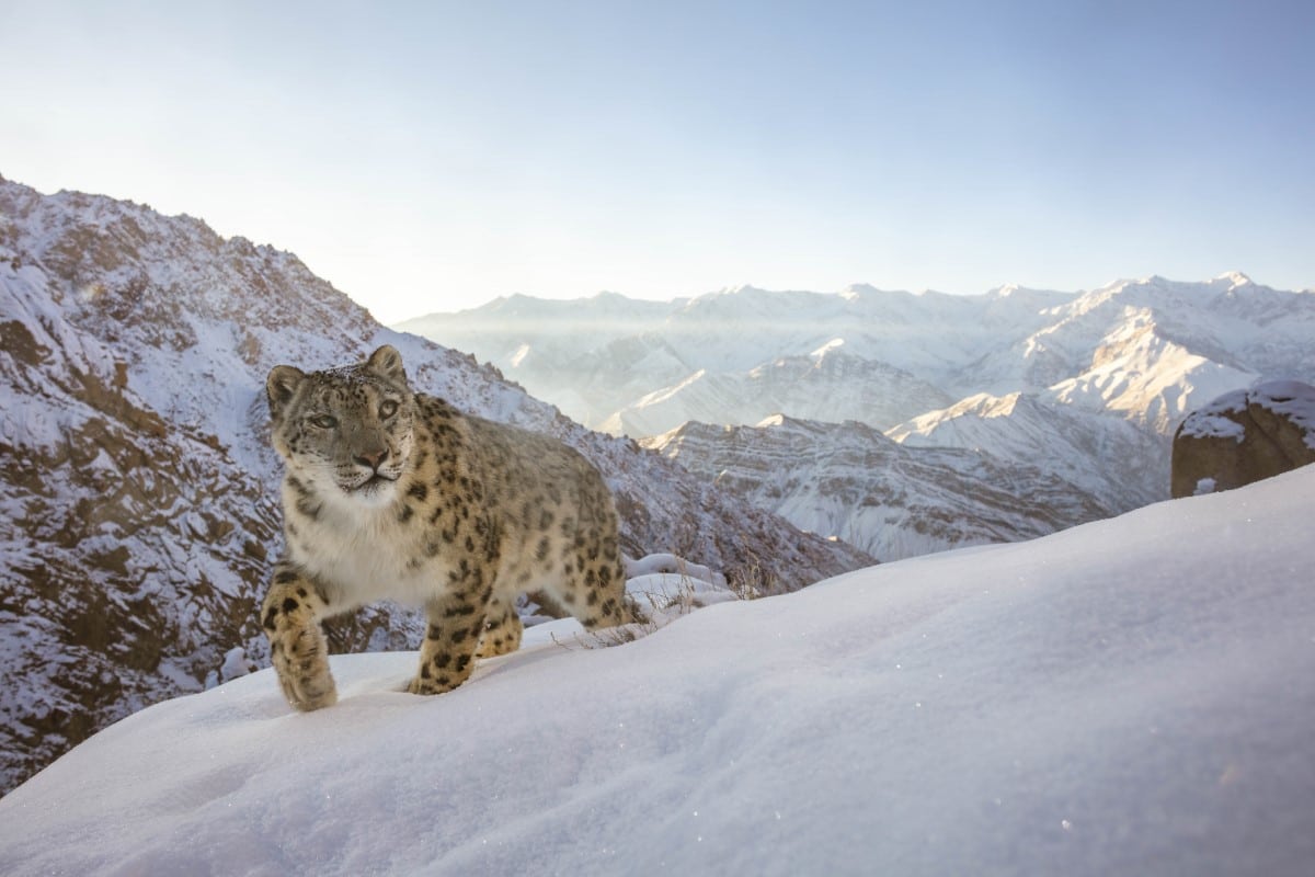 Snow leopard in the Indian Himalayas