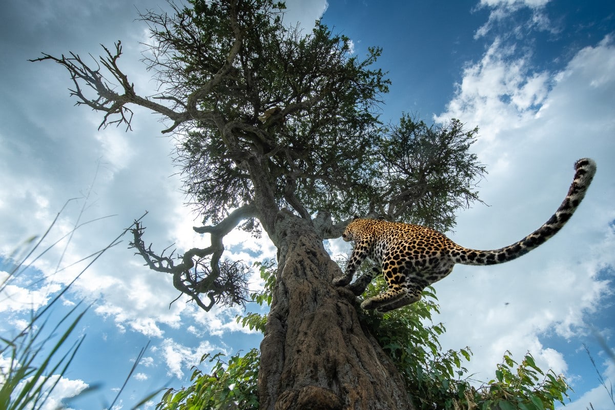 Leopard climbing up a tree in Kenya