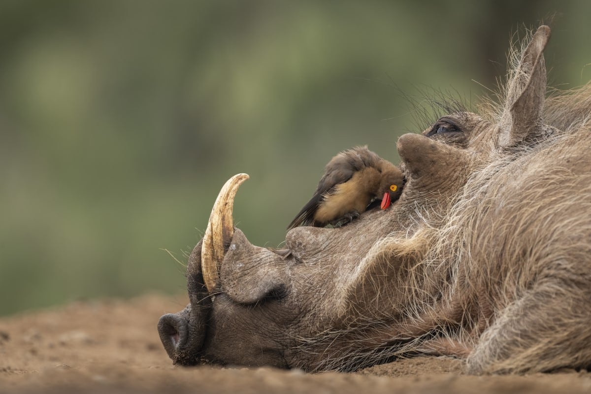 Red-billed Oxpecker Resting on the Snout of an Animal