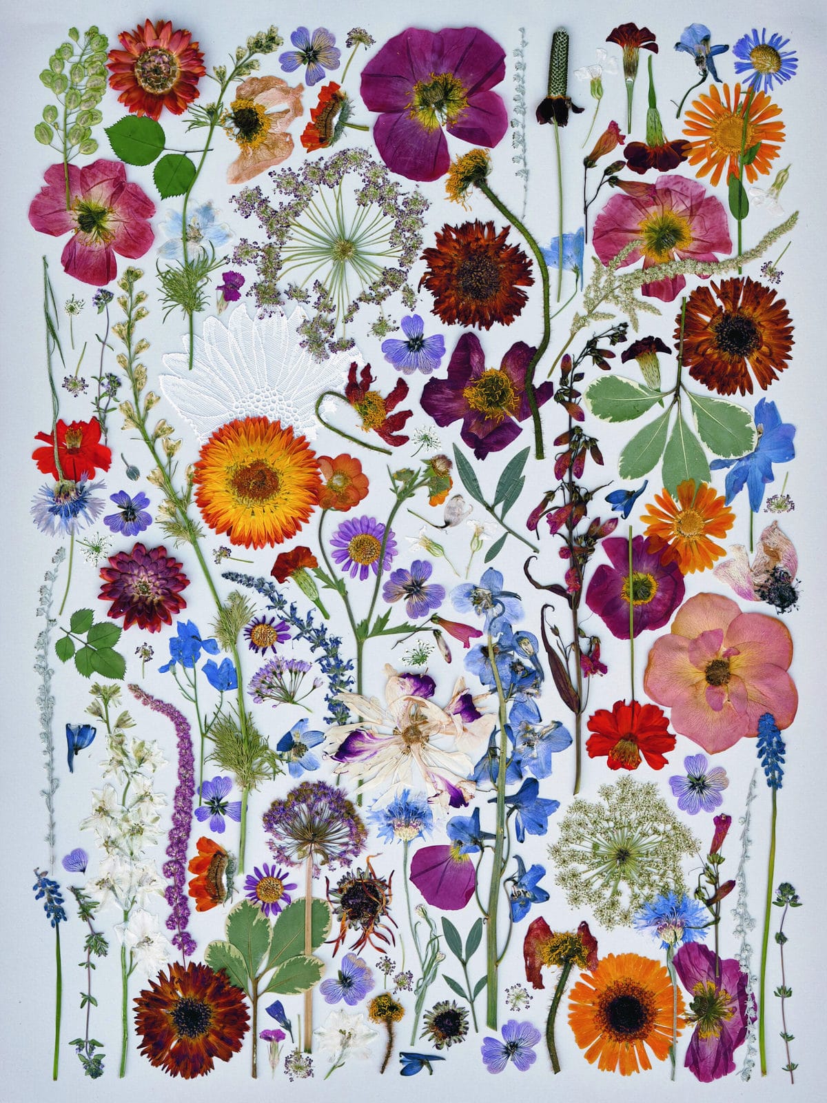 Bellissimi insiemi botanici formati da fiori freschi pressati di Flower Press Studio