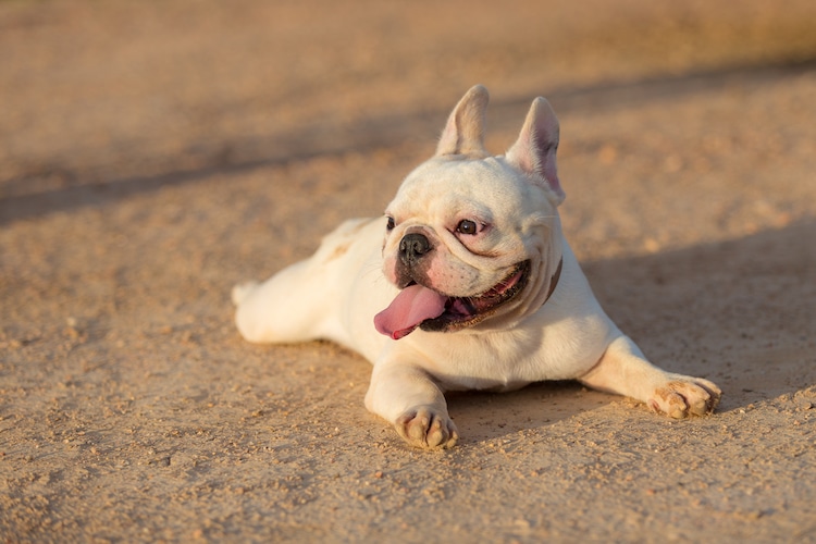 French Bulldogs are the Most Popular Dog Breed in the US