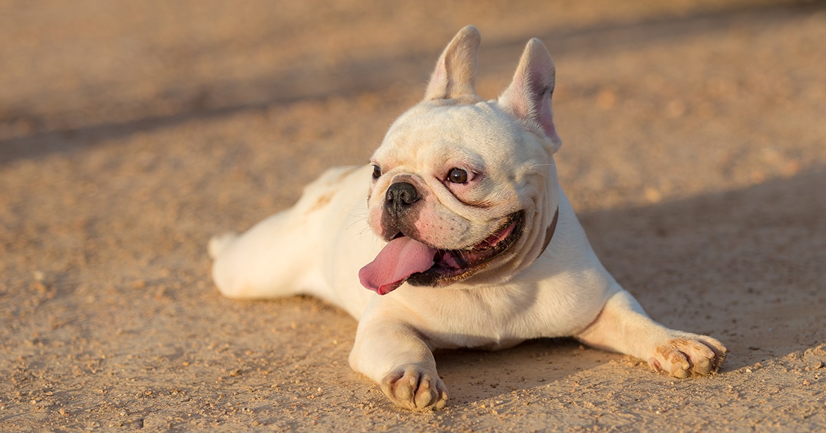 what were french bulldogs used for