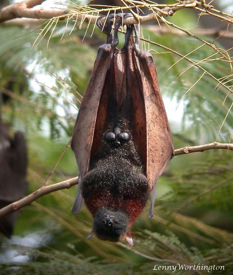 Golden Crowned Flying Fox Roosting in a Tree