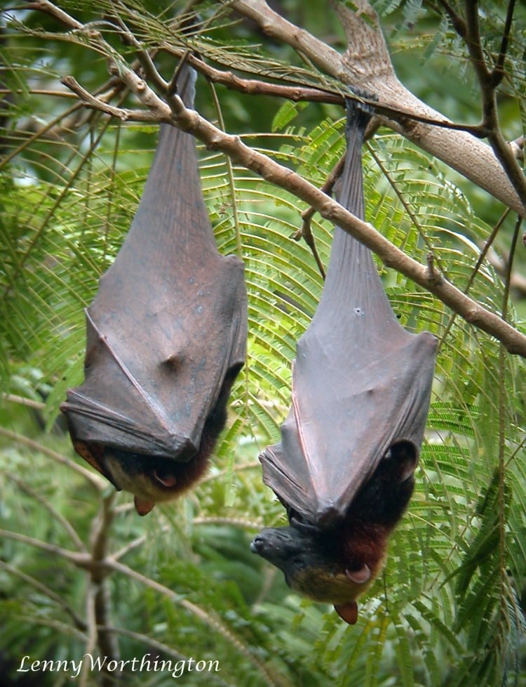 Two Golden Crowned Flying Foxes Roosting in a Tree