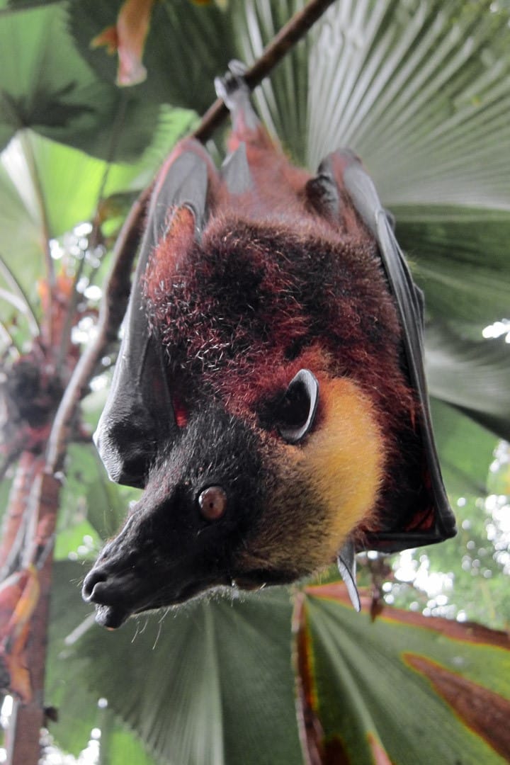 Close Up Portrait of fa Golden-Capped Fruit Bat