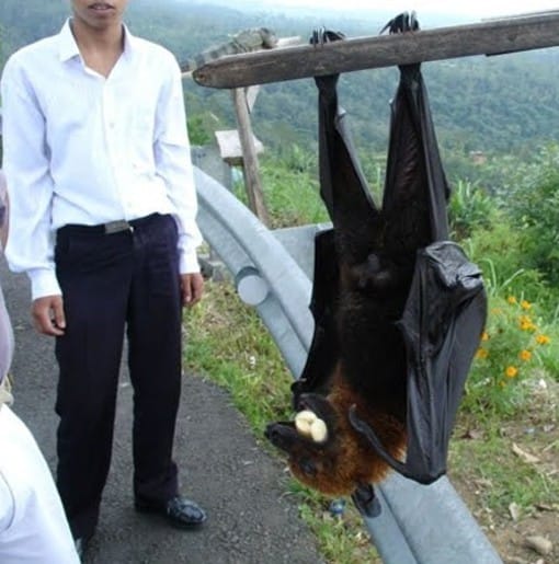 Acerodon jubatus Hanging Upsidedown Next to a Man