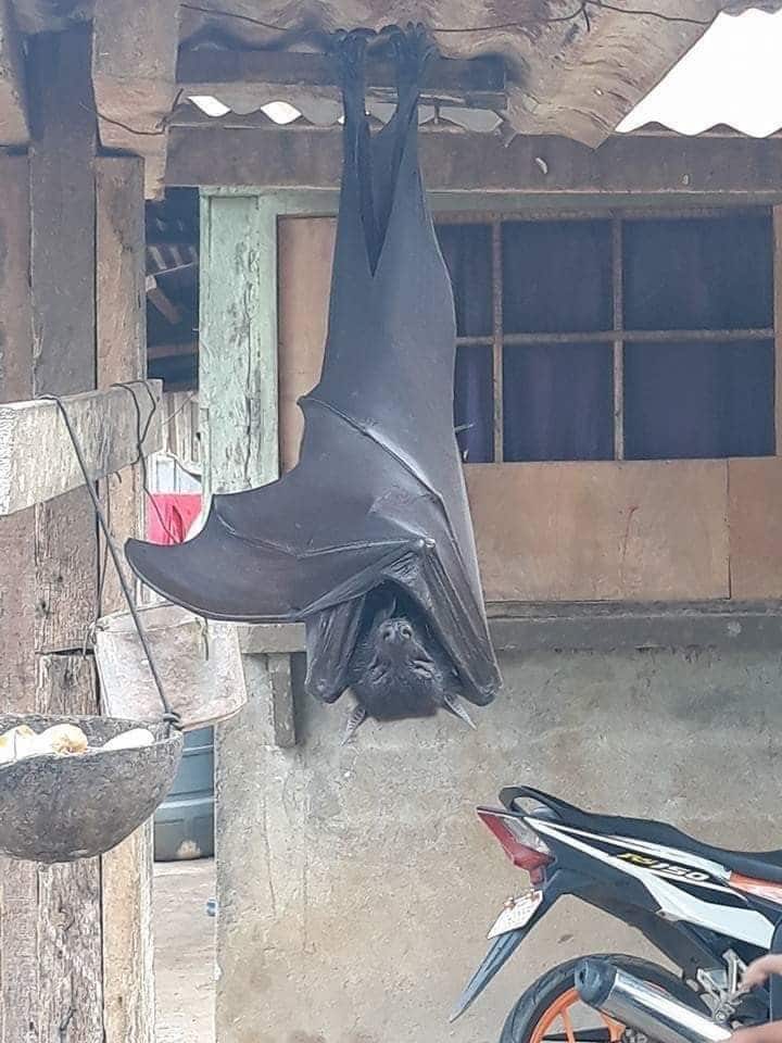 Viral Photo of a Golden Crowned Flying Fox in the Philippines