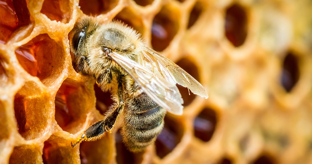 A Vaccine Could Help Save the Honey Bees